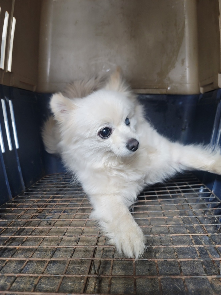 괴산증평동물보호센터_443446202300148